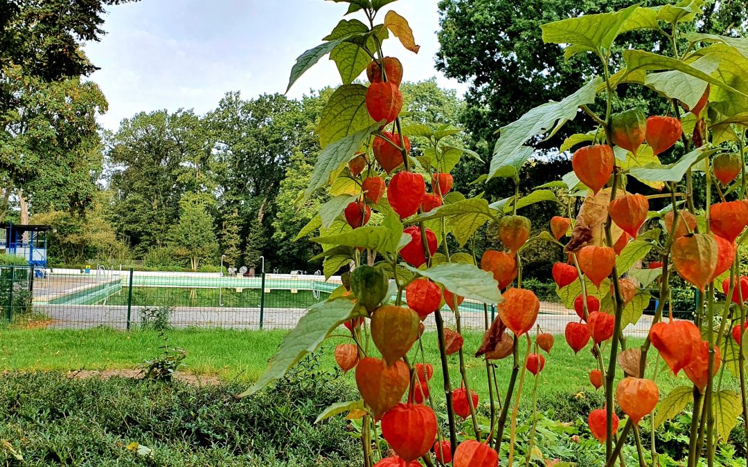 Natur- und Umweltschutz im Freibad